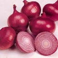 High Quality Fresh Onion 2