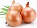 High Quality Fresh Onion 3