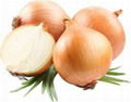 High Quality Fresh Onion 4