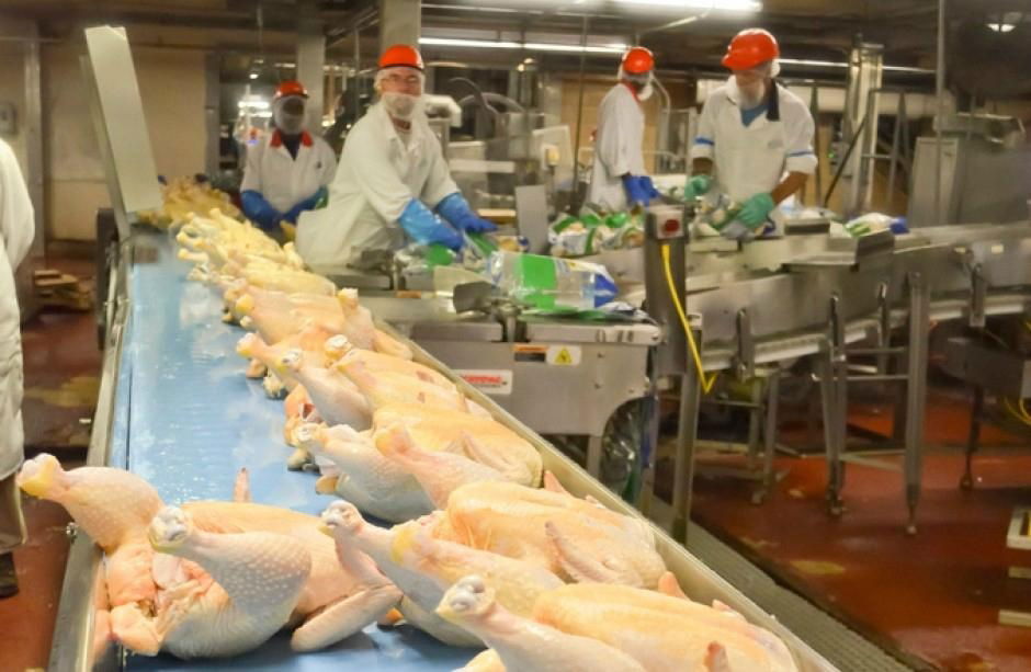 Halal Frozen Whole Chicken 'A' Grade. VG8124 Menji (United Arab