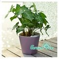 GreenSun Self-watering planter. 4