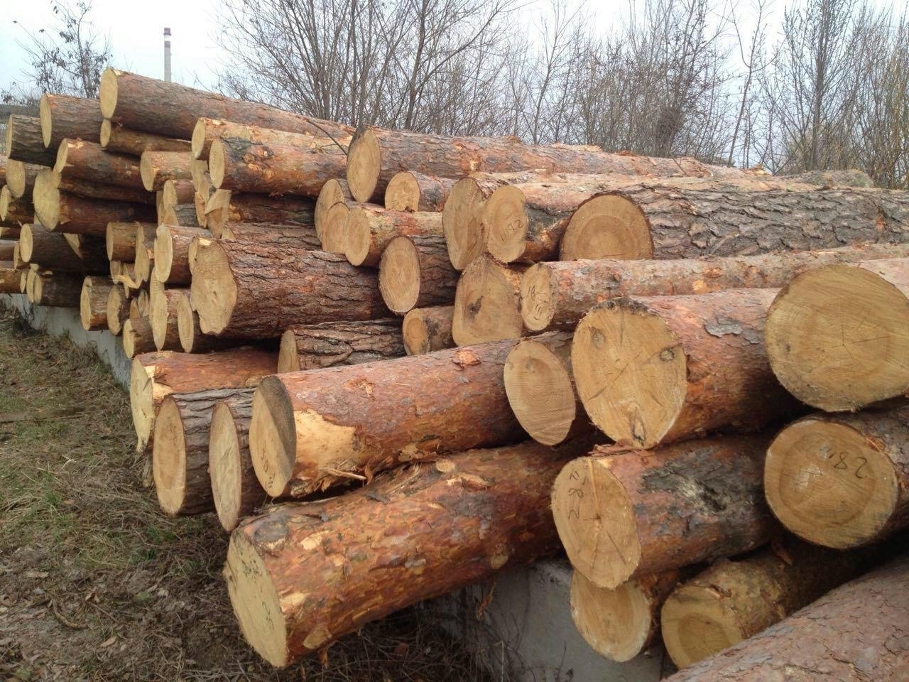 Ultra Wood Company is selling Pine logs