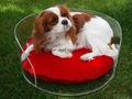 acrylic dog bed wholesale 1