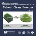 wheat grass extract 10:1 wheat grass