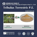 natural 40% 60% 90% saponins tribulus terrestris extract