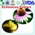 Echinacea purpurea extract 4%