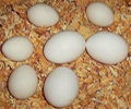 Chicken Hatching Eggs  1