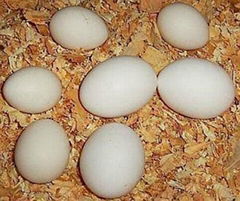 Chicken Hatching Eggs 