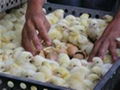 Day Old Broiler Chicks 