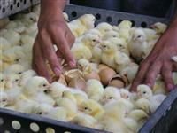 Day Old Broiler Chicks