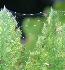 red spider mite chemical control Spider Mite Chemical