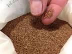 teff grain