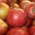 SOUTH AFRICAN TOP RED APPLE