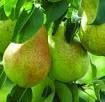 Fresh Pears from South Africa