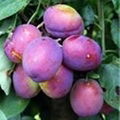 FRESH PLUMS 1