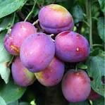 FRESH PLUMS