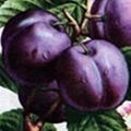 FRESH PLUMS 3