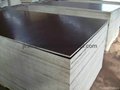 black full poplar core film faced plywood 