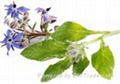 Cold Pressed Organic Borage Seed Oil