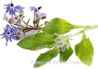 Cold Pressed Organic Borage Seed Oil