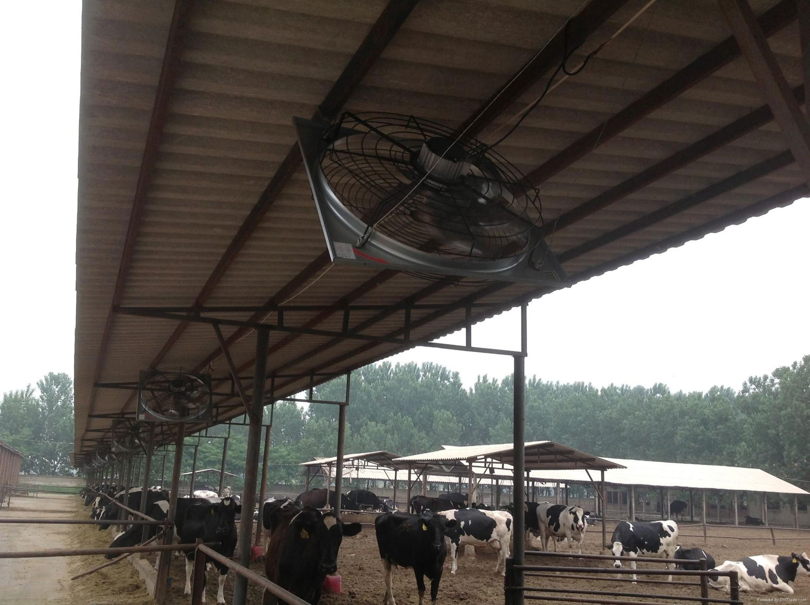dairy  fan  hanging  cow  fan