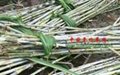 新型皇竹草種節批發