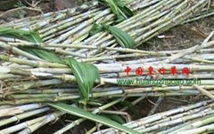 新型皇竹草种节批发