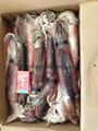 Whole Round BQF Frozen Todarodes Pacificus Squid 1