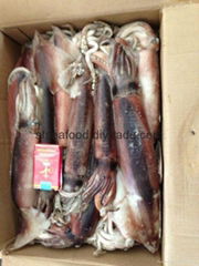 Whole Round BQF Frozen Todarodes Pacificus Squid