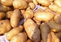 Export Fresh Potatoes 2