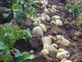 Export Fresh Potatoes 3