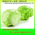 Fresh Iceberg Lettuce 1