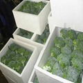 Export Fresh Broccoli 8kg/foam box 2