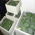 Export Fresh Broccoli 8kg/foam box 1