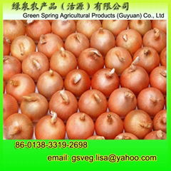 Export Fresh Onion