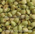 Green buckwheat 1