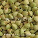 Green buckwheat