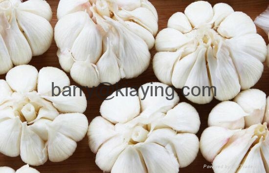 Чеснок Яровой Белый Лотос Купить На Посадку