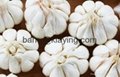 white garlic  1