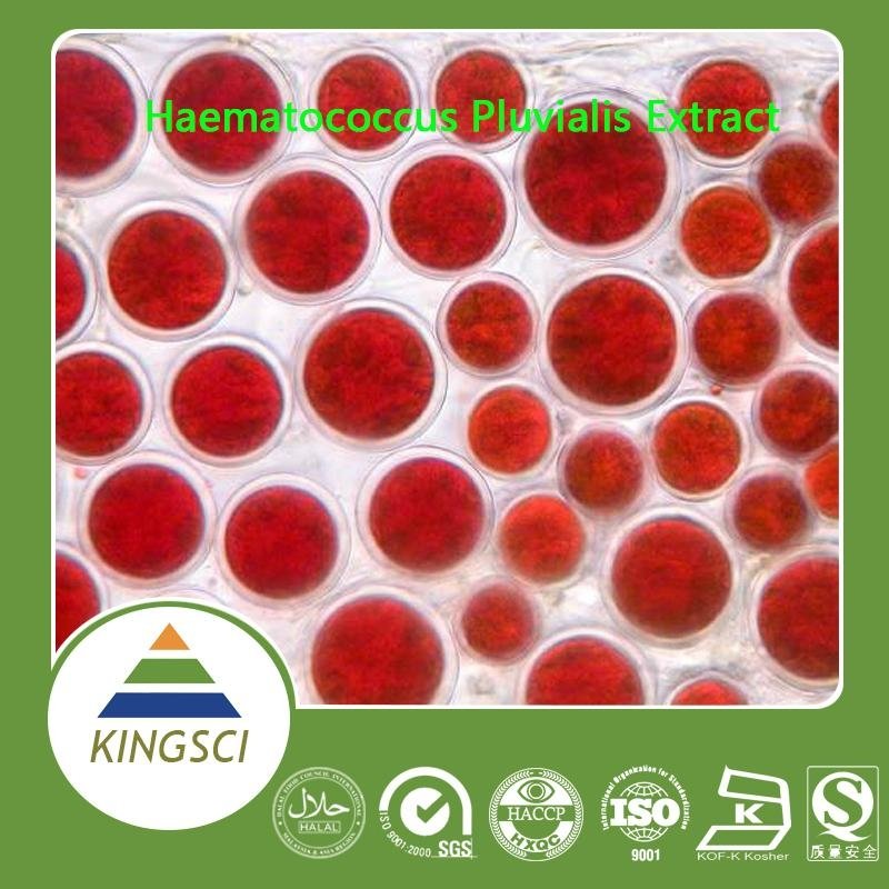  Competitive Price Pure Natural Haematococcus pluvialis extract Astaxanthin Powd 2