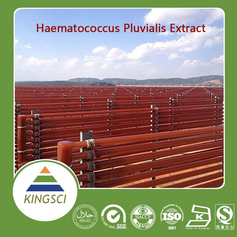  Competitive Price Pure Natural Haematococcus pluvialis extract Astaxanthin Powd