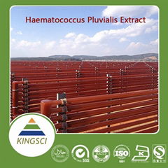 Competitive Price Pure Natural Haematococcus pluvialis extract Astaxanthin Powd