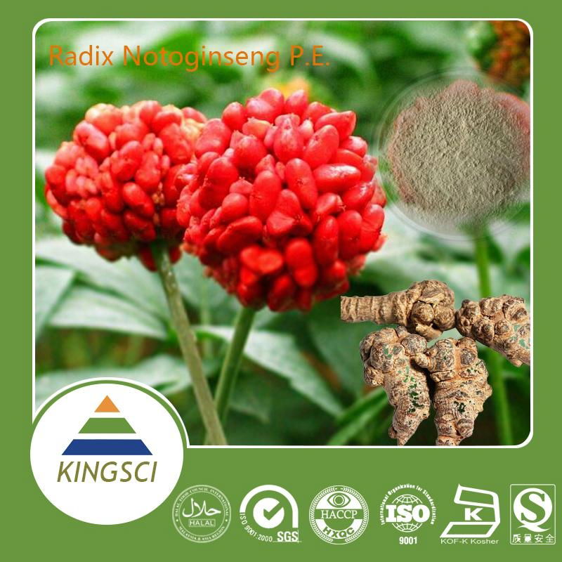 Panax notoginseng extract notoginseng Powder/sanqi extract 4