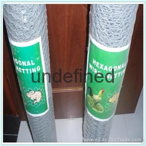 Chicken wire   Galvanized Hexagonal Wire Netting 3