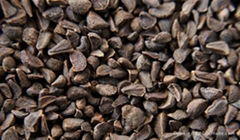 Voacanga africana seeds