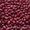 Red Kidney Beans 1