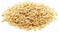 Sesame Seeds Available