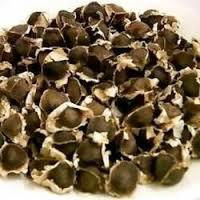 Good Quality Moringa Seeds Available