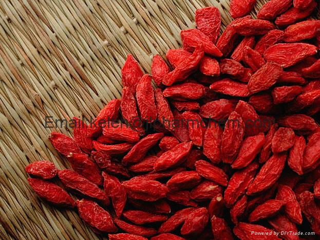 Organic dried goji berry 2