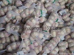 Jinxiang  garlic